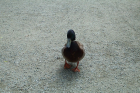 thumbs/DCP_2360.png