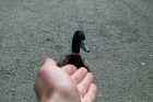 thumbs/DCP_2361.png