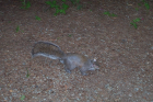 thumbs/DCP_2363.png