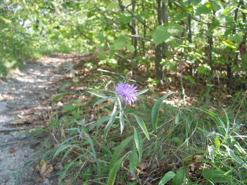 flower.jpg