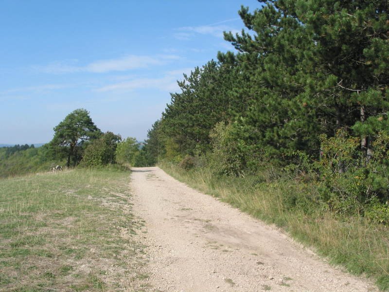 mountainroad2.jpg