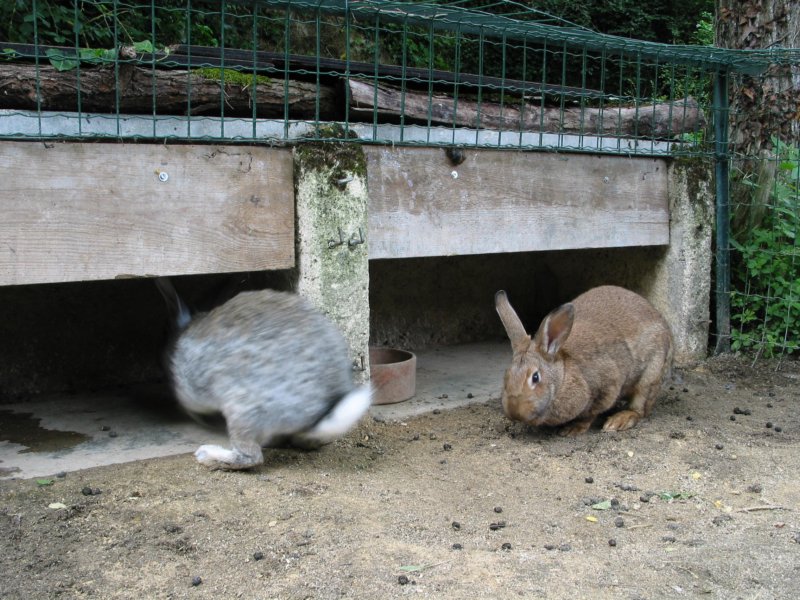 bigrabbit.jpg