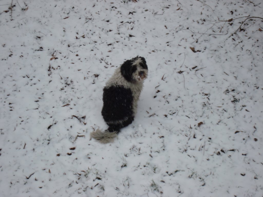 mydogmilou.jpg
